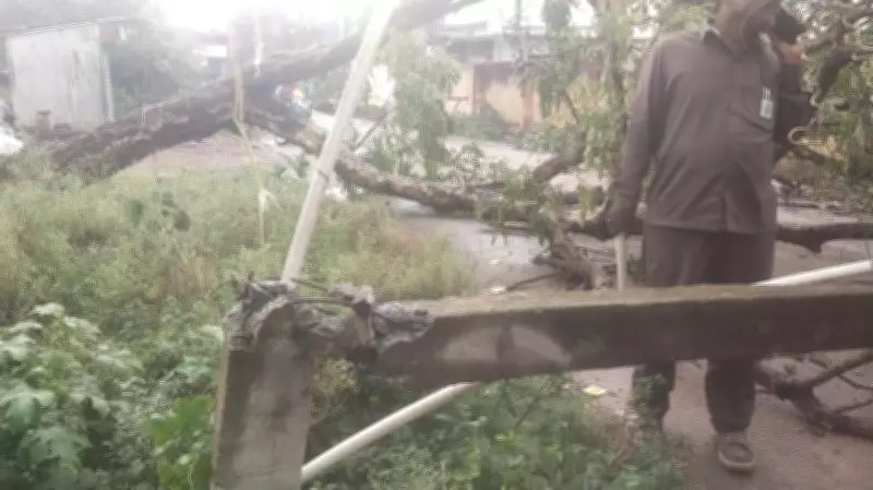 Hubballi-Dharwad: 25 Trees Uprooted in Rain, HDMC Blamed for Negligence