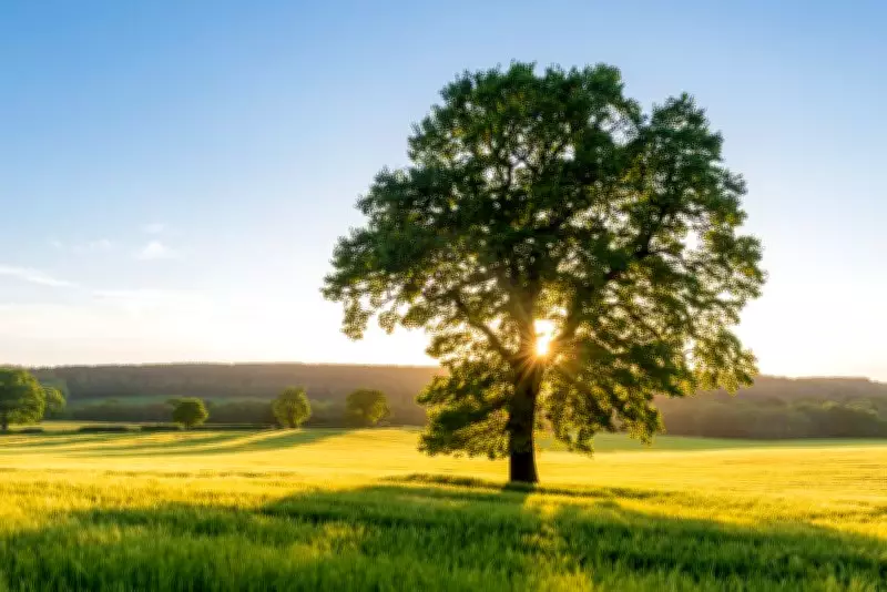 Humidity and Airflow Crucial for Vegetation Cooling Effect, Study Finds