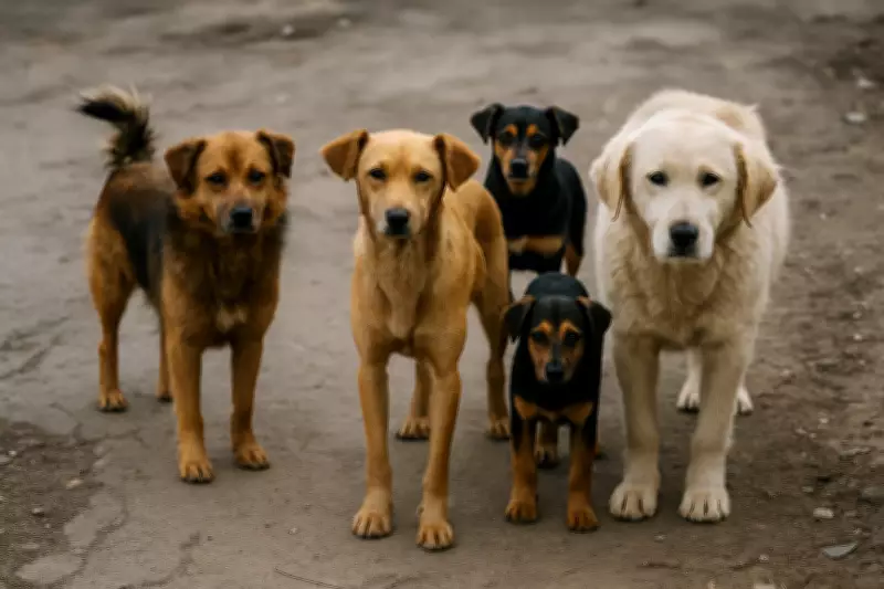 Hyderabad Boy Critical After Stray Dog Attack in Hastinapuram