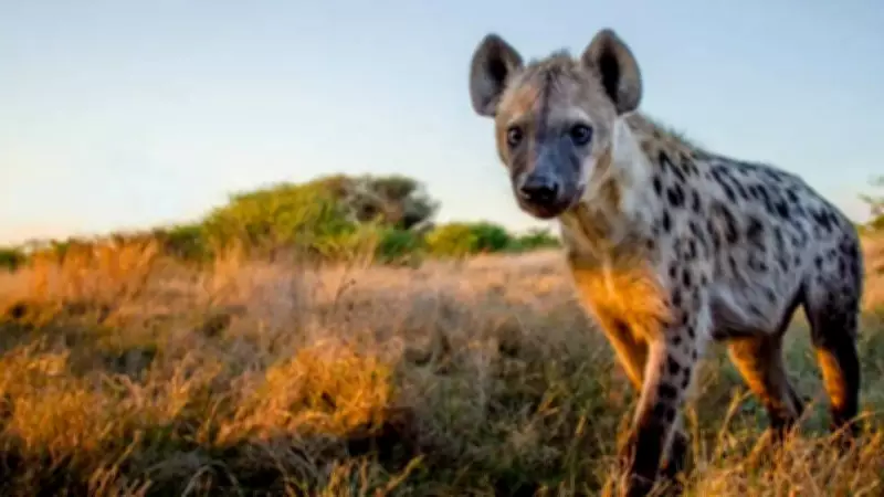 Hyenas Are Biologically Closer to Cats Than Dogs, Despite Dog-Like Appearance