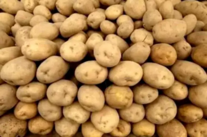 ICAR-CPRI Resumes Tissue Culture of Kufri Bahar Potato Variety