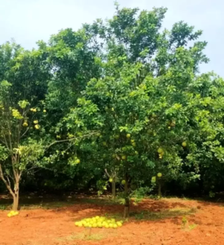 IIHR Develops New Pummelo Variety Arka Siva to Revive GI-Tagged Fruit