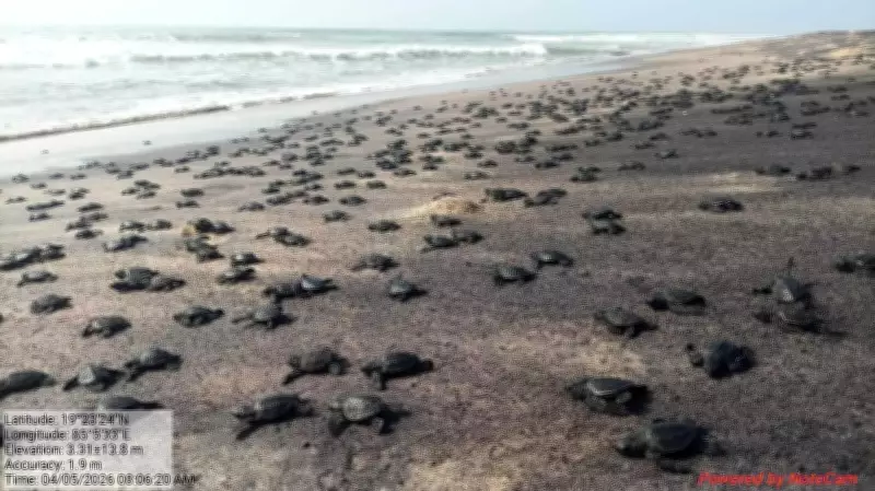 IISc, Dakshin Foundation to Study Sex Ratio of Olive Ridley Hatchlings in Odisha