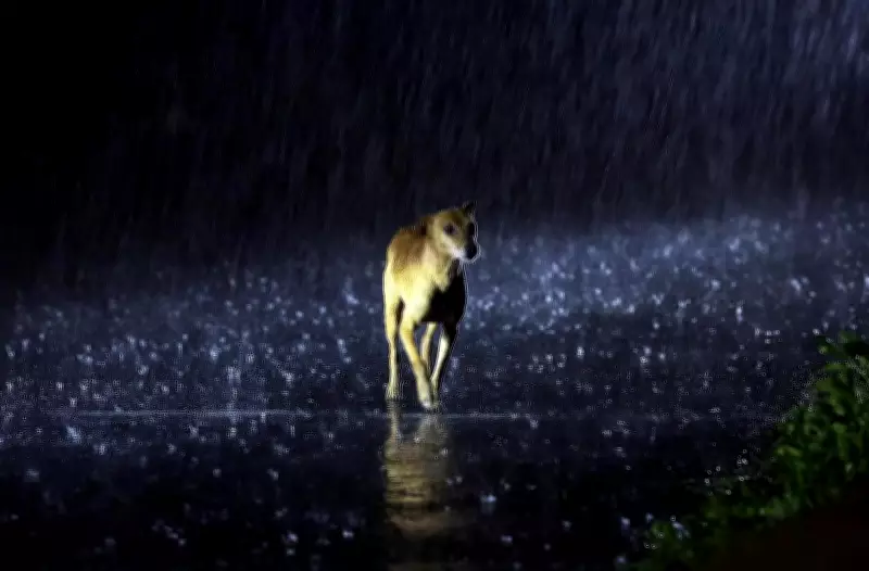 IMD Issues Yellow Alert for Goa as Monsoon Advances, Thunderstorms Expected