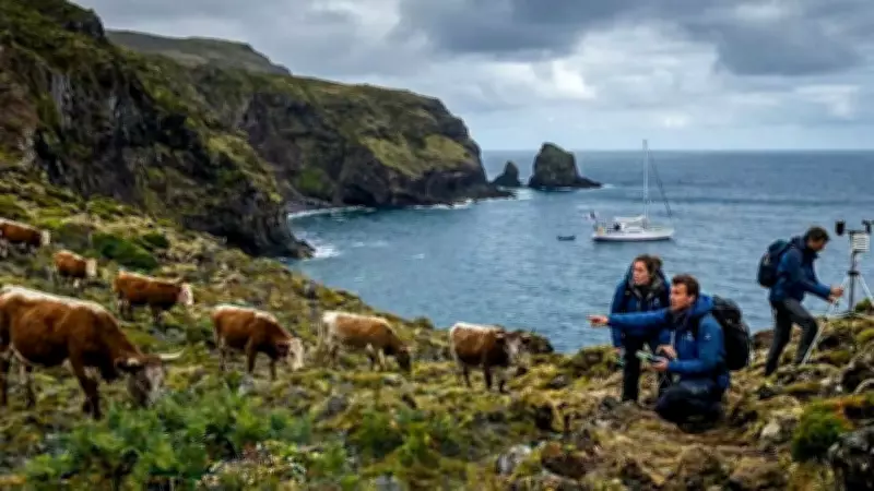 Inbred Cows on Remote Island Thrived Against All Odds, Study Finds