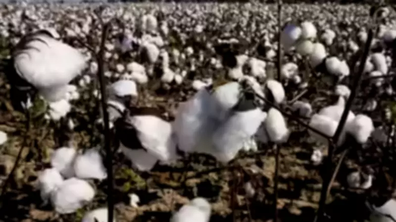 India Exempts Customs Duty on Cotton Imports for Five Months