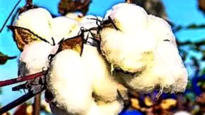 India exempts duty on cotton imports for five months to cool prices