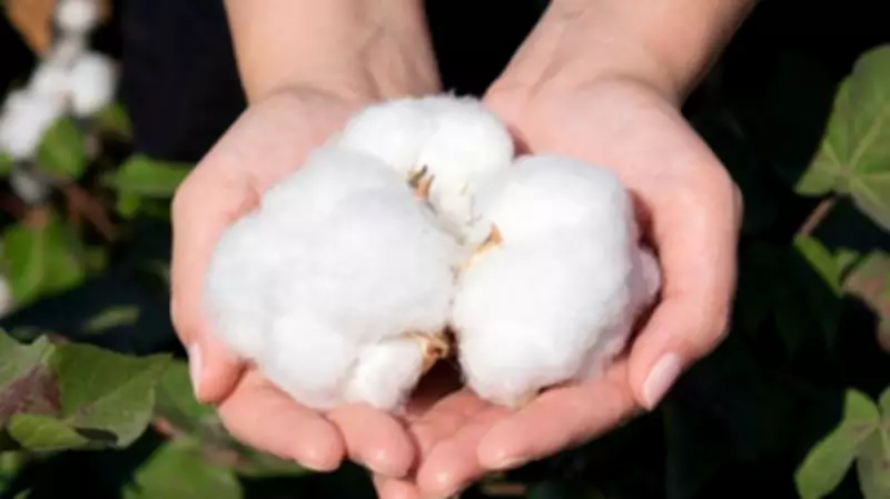 India Exempts Import Duty on Cotton Till October 30, Effective June 1