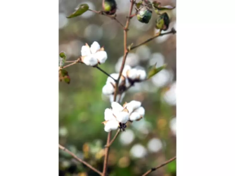 India Waives Customs Duty on Cotton Imports from June to October