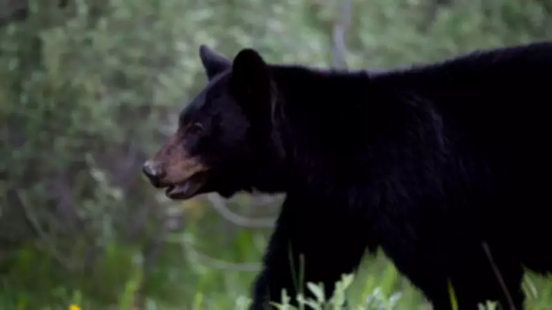 Indian man dies in rare black bear attack at Canada uranium site