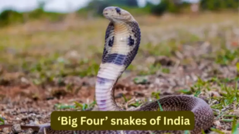 India's Big Four Snakes: Where Travellers Can Spot Them Safely
