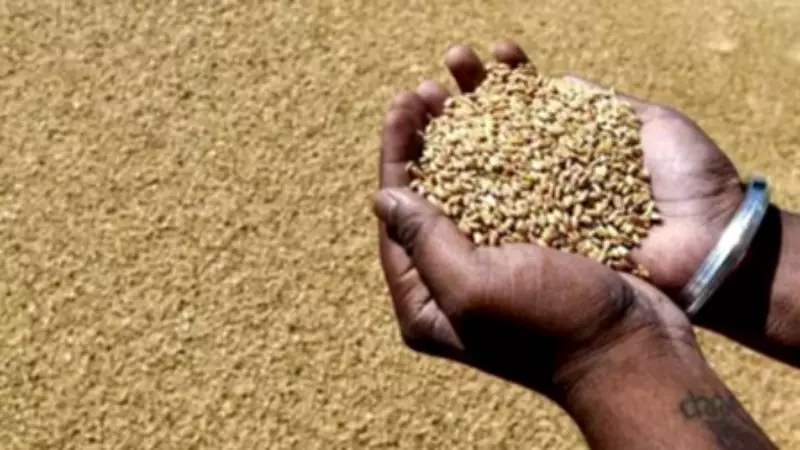 India's Foodgrain Output Hits Record 376 MT in 2025-26, Up 5.3%