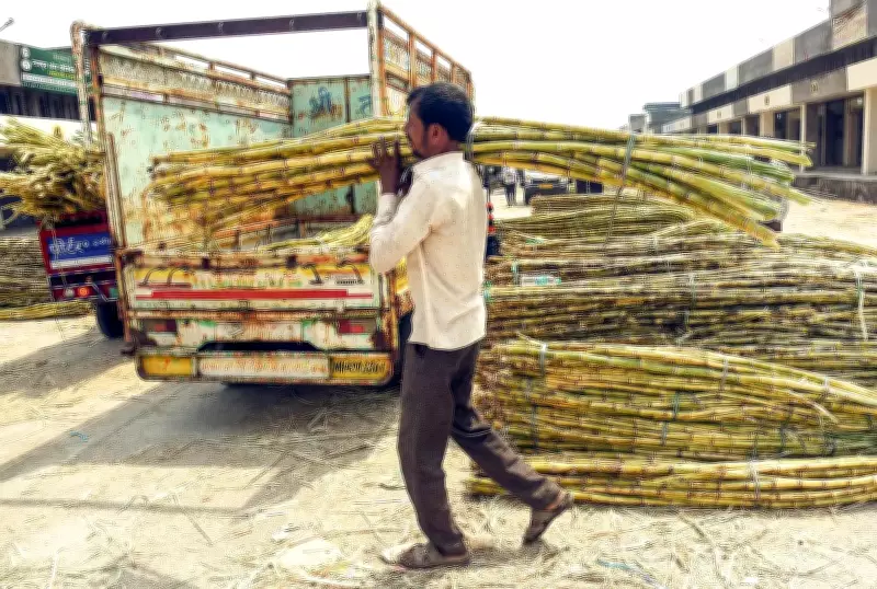 India's Sugar Export Ban Defended by Experts, Opposed by Farmers