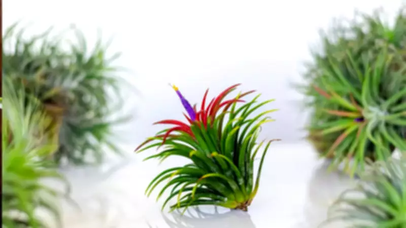 Indoor Plants That Grow Without Soil: Top 6 Low-Maintenance Options