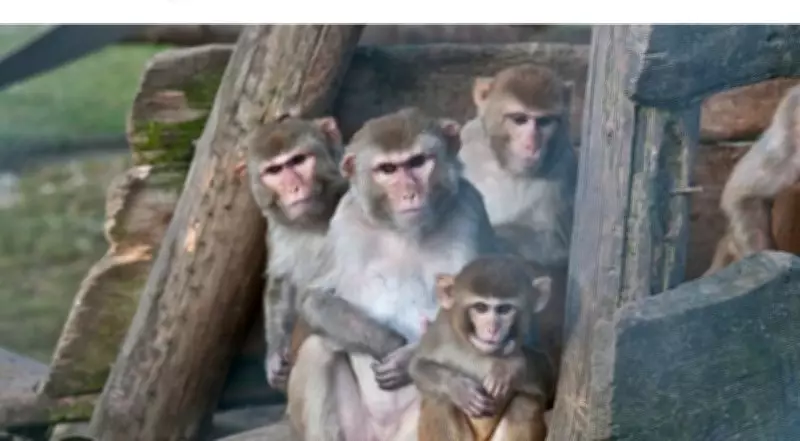 Infant Monkey Death Sparks Tension in Palampur Locality