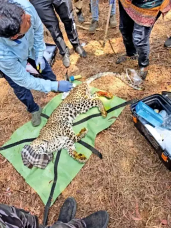 Injured Leopard Rescued from Thane's Indira Nagar by Forest Officials