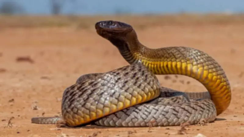 Inland Taipan: Identifying the World's Most Venomous Snake