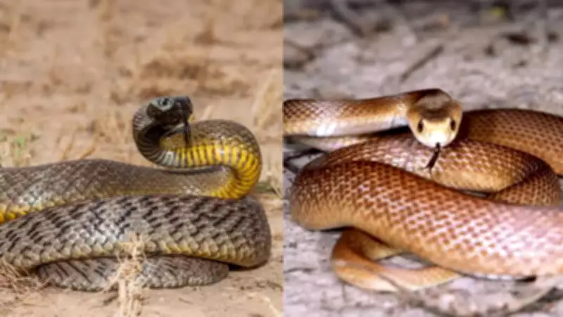 Inland Taipan vs King Cobra: Which Snake Is Truly More Dangerous?