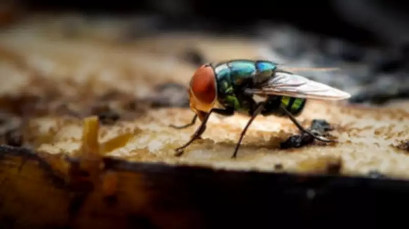 Insect Brain Discovery Paves Way for Faster, Efficient AI and Robots