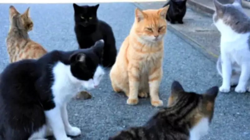 Inside the World's Most Famous Cat Islands You Won't Believe Exist