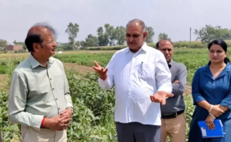 Intercropping in Sugarcane to Boost Farmers' Income: HAU VC