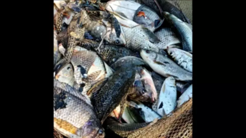 Invasive Fish Species Threaten Goa's Native Aquatic Life in Wetlands