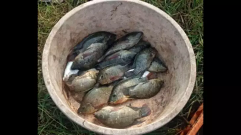 Invasive Fish Species Threaten Native Catch in Goa's Batim Lake