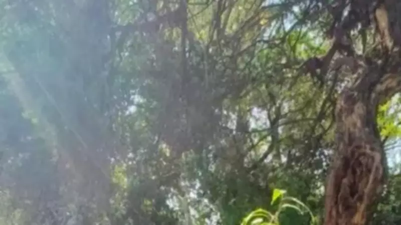 Isha Foundation Pitches Tree-Based Agriculture to Combat Weak Monsoon