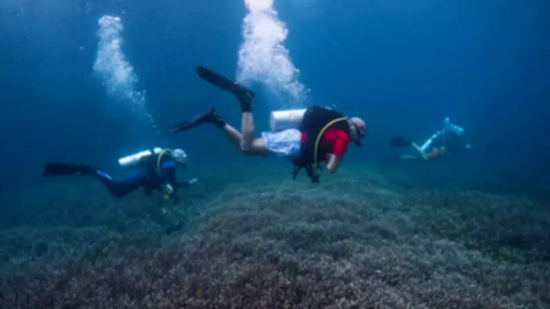 Italian Expert Joins Maldives Search After 5 Divers Killed in Scuba Accident