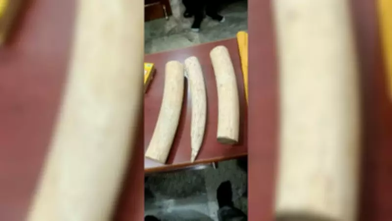 Ivory Trafficking Ring Busted in Karnataka Amid Global Wildlife Crackdown