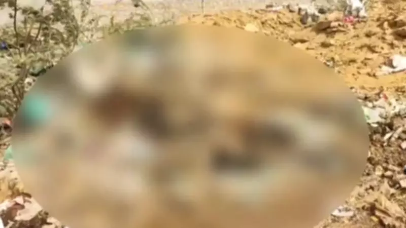 Jaisalmer: Contractor Suspended After Over 300 Cow Carcasses Found at Dumping Yard