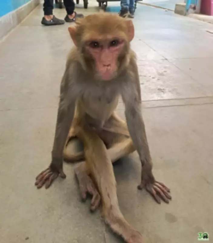 Jal Shakti Dept Clarifies Monkey Deaths, Blames Natural Causes