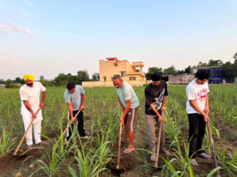 Jalandhar Family's Organic Farming Success Spans 20 Years and 3 Generations