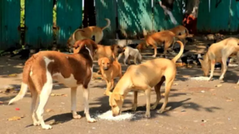 Jharkhand: Five-Year-Old Boy Mauled to Death by Stray Dogs