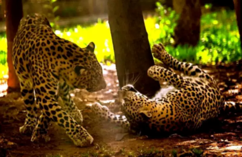 Junnar Forest Division Brings Wildlife Experts from Vidarbha to Tackle Leopard Attacks