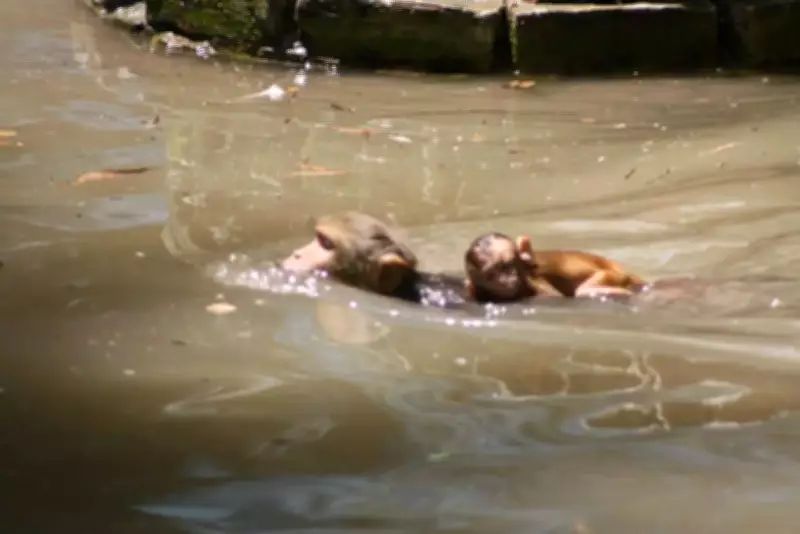 Kanpur Heatwave to Intensify: IMD Forecasts 43-45°C, Advises Caution