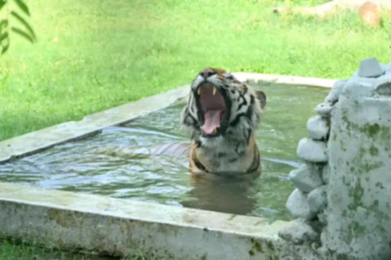 Kanpur Swelters at 44°C, Red Alert Issued for Severe Heatwave