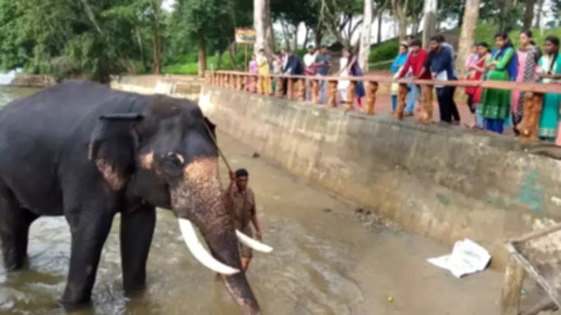 Karnataka Bans Tourist Interaction with Captive Elephants After Tragic Death