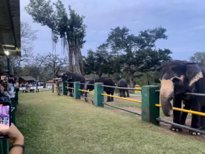 Karnataka Drafts New SOP for Elephant Camps After Dubare Tragedy