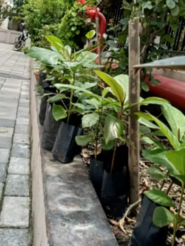 Karnataka Forest Dept to Develop 100-Acre Lung Space in Madenur