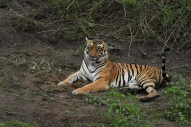 Karnataka Forest Official Warns of Rising Human-Wildlife Conflict