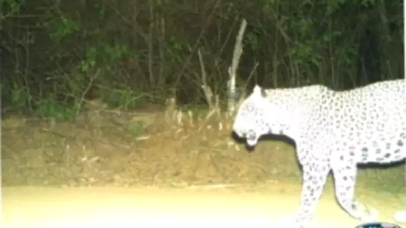 Karnataka Leopard Hunt: Combing Operation Enters Fourth Day with Drones and Cages