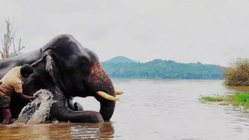 Karnataka: Sakrebailu Elephant Camp Closed After Dubare Incident