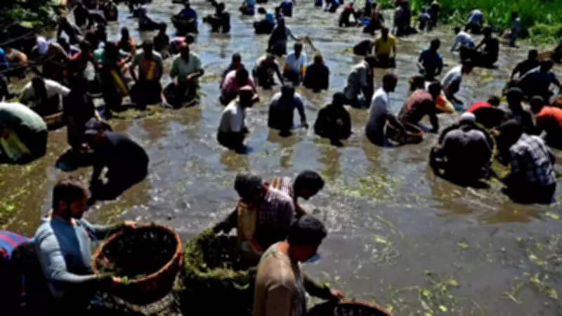 Kashmir's 400-Year-Old Panzath Fish Festival Celebrates Community and Conservation