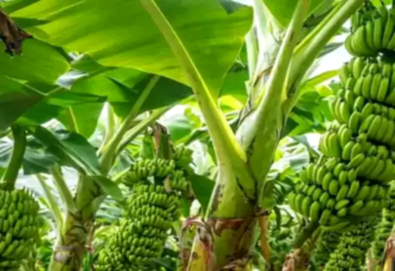 Kaushambi Farmers Shift to Organic Banana Cultivation Along Ganga