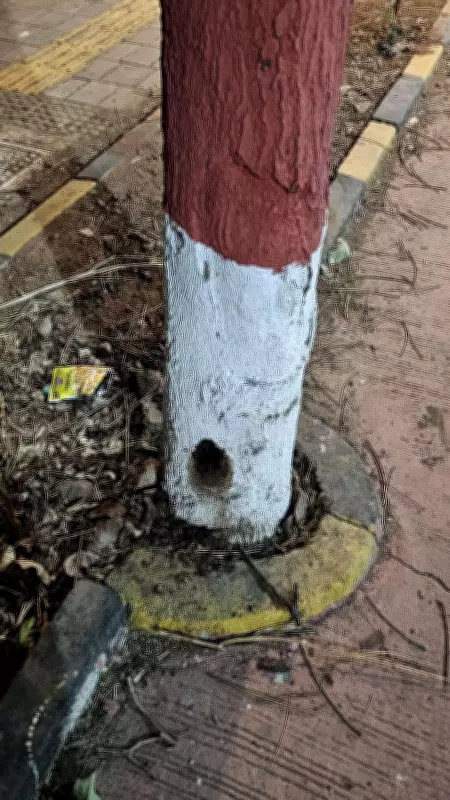 KDMC Probes Tree Destruction Attempt Using Drill and Poison Method in Kalyan