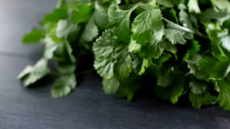 Keep Cilantro Fresh for Weeks: Simple Water Storage Method