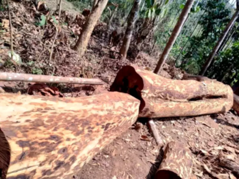 Kerala: Fresh Inventory of Seized Rosewood Logs in Wayanad Illegal Felling Case