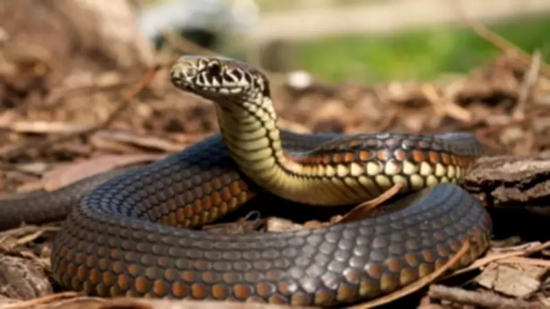 Kerala Snakebite Deaths: 64-Year-Old Man Dies During Treatment