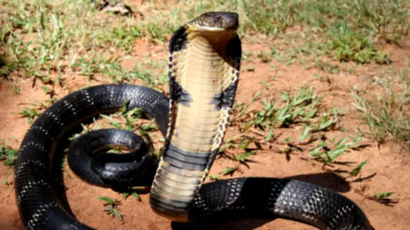 King Cobra Habitats: Top 10 Countries with Significant Populations